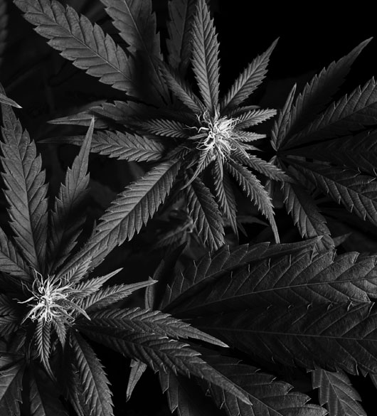 cannabis-image